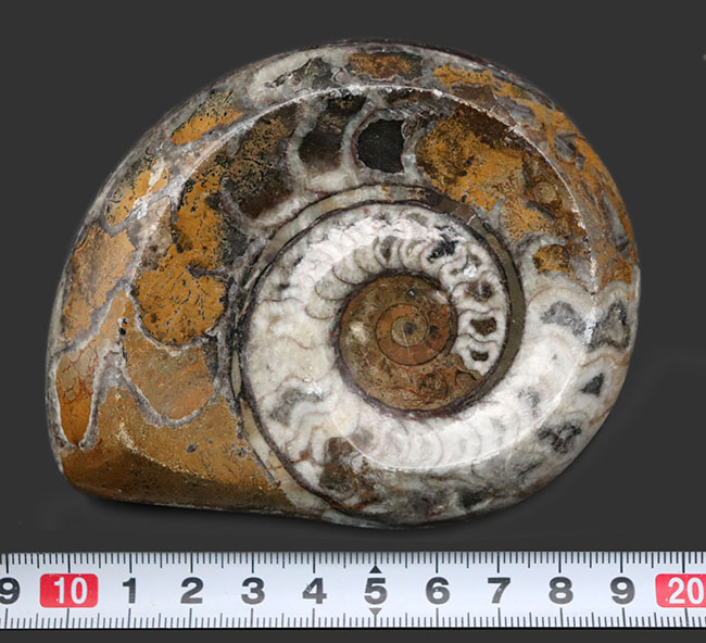 ブラウンと乳白色のビビッドなコントラストが特徴の初期型アンモナイト、ゴニアタイト（Goniatite）の化石。（その8）