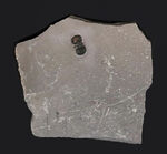 カンブリア紀中期に世界中に現れた一風変わった三葉虫、ペロノプシス（Peronopsis interstrictus）の化石