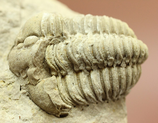 母岩が天然スタンド。良い角度で鑑賞できる米国イリノイ州産カリメネ三葉虫(Calymene sp.)(その1)