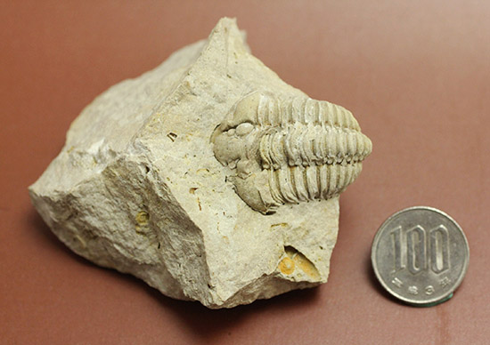 母岩が天然スタンド。良い角度で鑑賞できる米国イリノイ州産カリメネ三葉虫(Calymene sp.)(その11)