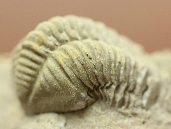 母岩が天然スタンド。良い角度で鑑賞できる米国イリノイ州産カリメネ三葉虫(Calymene sp.)(その2)