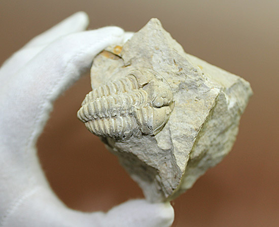 母岩が天然スタンド。良い角度で鑑賞できる米国イリノイ州産カリメネ三葉虫(Calymene sp.)(その3)