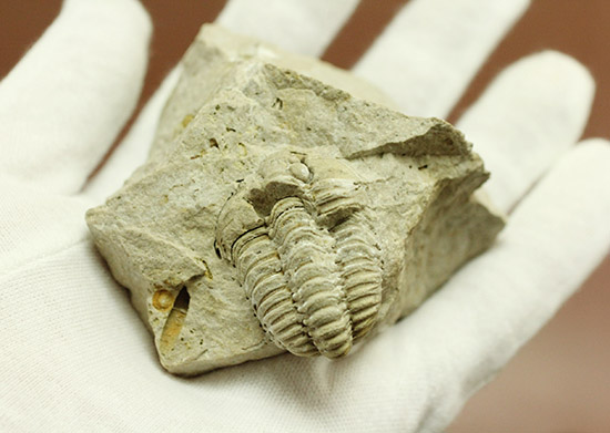 母岩が天然スタンド。良い角度で鑑賞できる米国イリノイ州産カリメネ三葉虫(Calymene sp.)(その7)