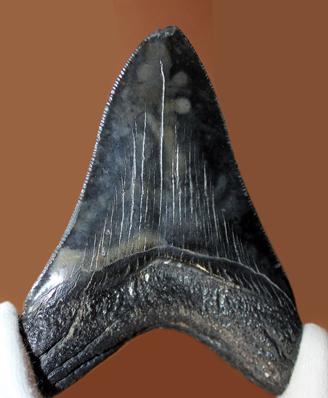 セレーションの保存状態に注目ください。メガロドン（Carcharodon megalodon）の１０センチオーバー歯化石。（その1）