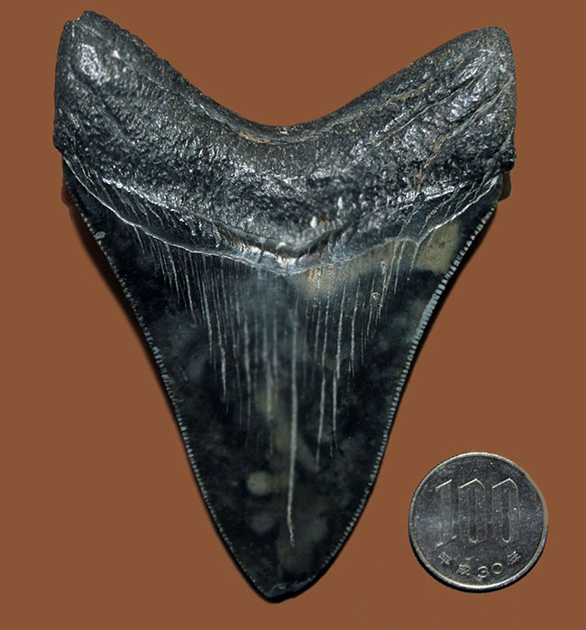 セレーションの保存状態に注目ください。メガロドン（Carcharodon megalodon）の１０センチオーバー歯化石。（その10）