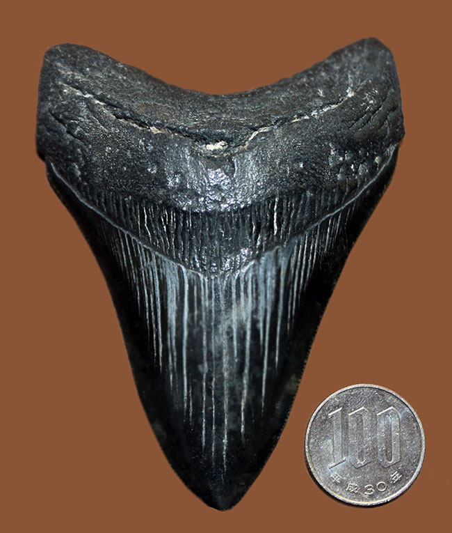 セレーションの保存状態に注目ください。メガロドン（Carcharodon megalodon）の１０センチオーバー歯化石。（その11）