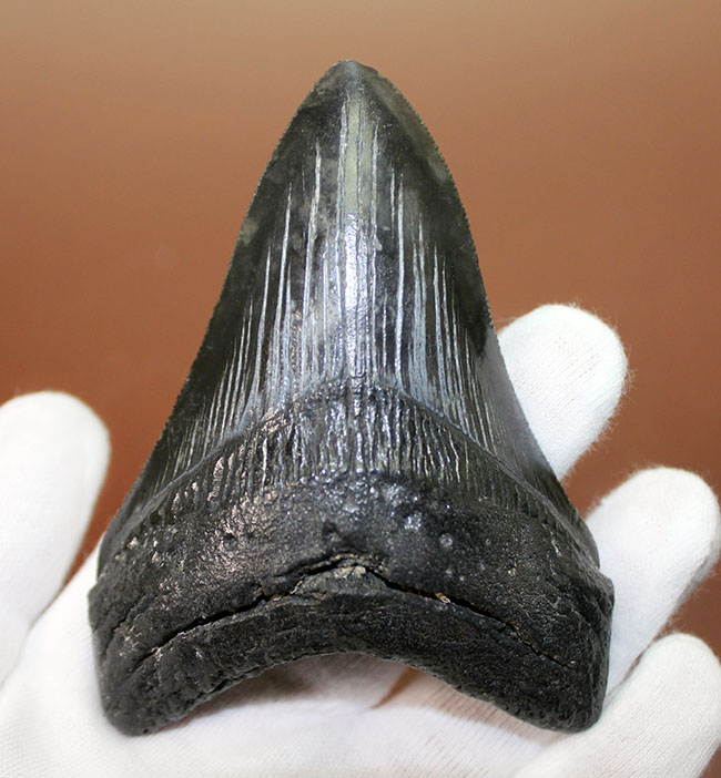 セレーションの保存状態に注目ください。メガロドン（Carcharodon megalodon）の１０センチオーバー歯化石。（その2）
