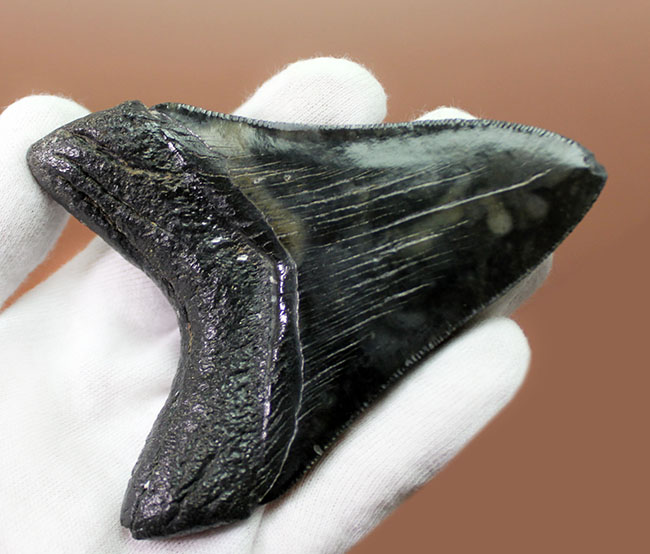 セレーションの保存状態に注目ください。メガロドン（Carcharodon megalodon）の１０センチオーバー歯化石。（その5）