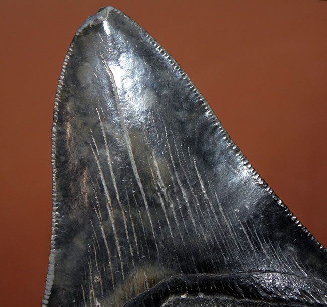 セレーションの保存状態に注目ください。メガロドン（Carcharodon megalodon）の１０センチオーバー歯化石。（その6）