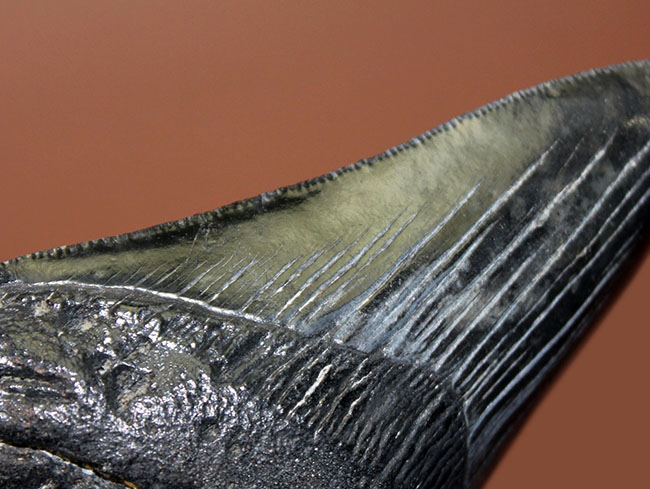 セレーションの保存状態に注目ください。メガロドン（Carcharodon megalodon）の１０センチオーバー歯化石。（その7）