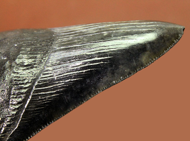 セレーションの保存状態に注目ください。メガロドン（Carcharodon megalodon）の１０センチオーバー歯化石。（その8）