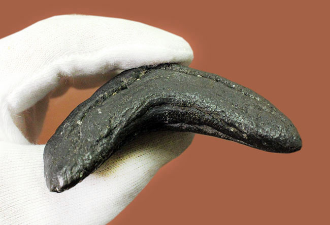 セレーションの保存状態に注目ください。メガロドン（Carcharodon megalodon）の１０センチオーバー歯化石。（その9）
