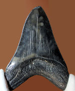 セレーションの保存状態に注目ください。メガロドン（Carcharodon megalodon）の１０センチオーバー歯化石。