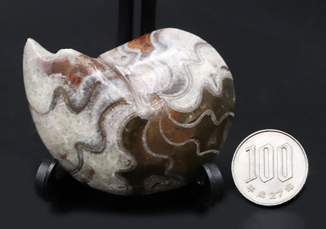 意外や意外、全体が保存された珍しいゴニアタイト（Goniatite）の化石（その11）