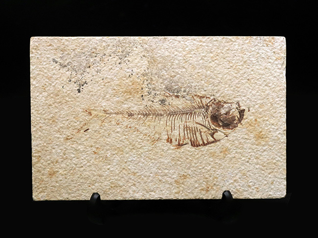 ビッグサイズ！上質！上向きの吻部が特徴的な、およそ５０００万年前の絶滅古代魚、ディプロミスタス（Diplomystus dentatus）の化石（その1）