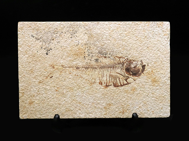 ビッグサイズ!上質!上向きの吻部が特徴的な、およそ5000万年前の絶滅古代魚、ディプロミスタス(Diplomystus dentatus)の化石(その1)