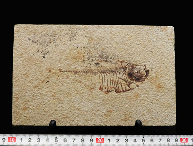 ビッグサイズ！上質！上向きの吻部が特徴的な、およそ５０００万年前の絶滅古代魚、ディプロミスタス（Diplomystus dentatus）の化石（その10）