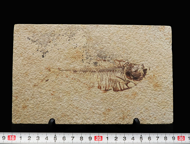 ビッグサイズ!上質!上向きの吻部が特徴的な、およそ5000万年前の絶滅古代魚、ディプロミスタス(Diplomystus dentatus)の化石(その10)