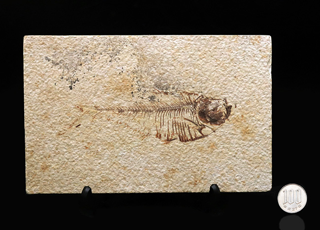 ビッグサイズ！上質！上向きの吻部が特徴的な、およそ５０００万年前の絶滅古代魚、ディプロミスタス（Diplomystus dentatus）の化石（その11）