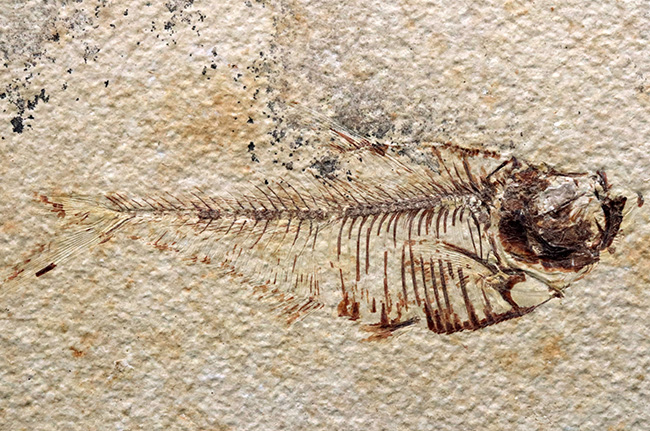 ビッグサイズ！上質！上向きの吻部が特徴的な、およそ５０００万年前の絶滅古代魚、ディプロミスタス（Diplomystus dentatus）の化石（その2）