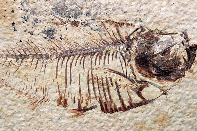 ビッグサイズ！上質！上向きの吻部が特徴的な、およそ５０００万年前の絶滅古代魚、ディプロミスタス（Diplomystus dentatus）の化石（その3）