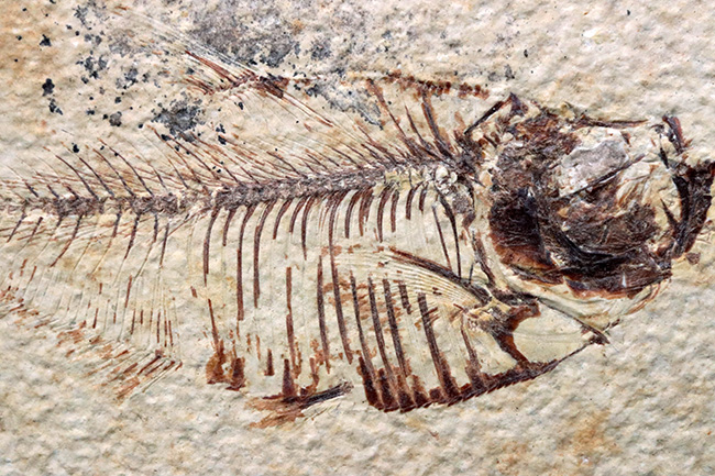 ビッグサイズ!上質!上向きの吻部が特徴的な、およそ5000万年前の絶滅古代魚、ディプロミスタス(Diplomystus dentatus)の化石(その3)