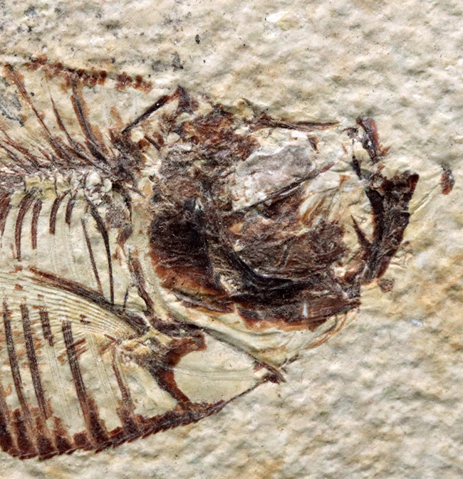 ビッグサイズ!上質!上向きの吻部が特徴的な、およそ5000万年前の絶滅古代魚、ディプロミスタス(Diplomystus dentatus)の化石(その4)