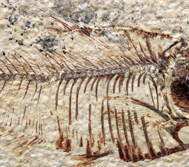ビッグサイズ！上質！上向きの吻部が特徴的な、およそ５０００万年前の絶滅古代魚、ディプロミスタス（Diplomystus dentatus）の化石（その5）