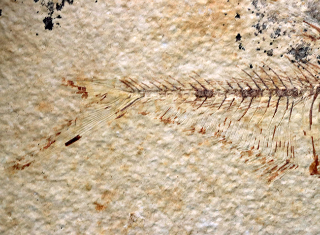 ビッグサイズ！上質！上向きの吻部が特徴的な、およそ５０００万年前の絶滅古代魚、ディプロミスタス（Diplomystus dentatus）の化石（その6）