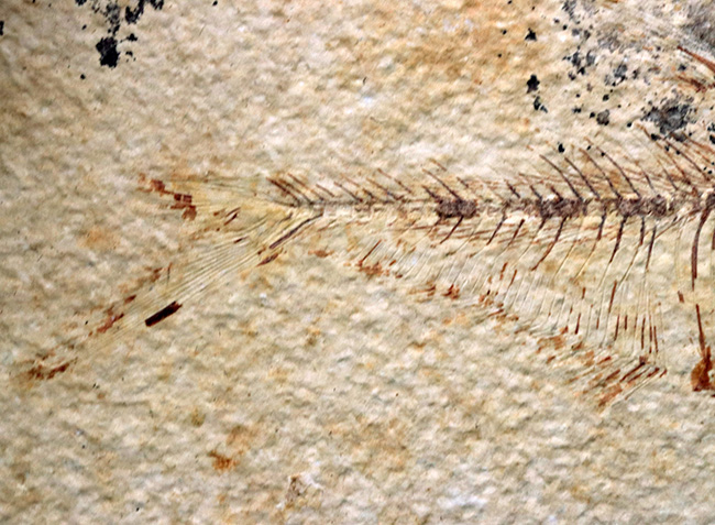 ビッグサイズ!上質!上向きの吻部が特徴的な、およそ5000万年前の絶滅古代魚、ディプロミスタス(Diplomystus dentatus)の化石(その6)