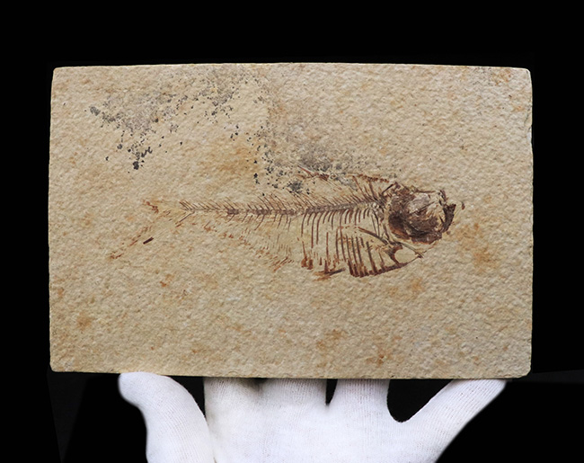 ビッグサイズ!上質!上向きの吻部が特徴的な、およそ5000万年前の絶滅古代魚、ディプロミスタス(Diplomystus dentatus)の化石(その7)