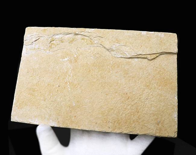 ビッグサイズ!上質!上向きの吻部が特徴的な、およそ5000万年前の絶滅古代魚、ディプロミスタス(Diplomystus dentatus)の化石(その8)