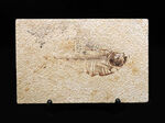 ビッグサイズ！上質！上向きの吻部が特徴的な、およそ５０００万年前の絶滅古代魚、ディプロミスタス（Diplomystus dentatus）の化石