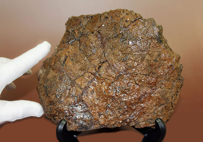 ハイクオリティ!トリケラトプスの象徴、フリル(襟飾り)の化石(その10)