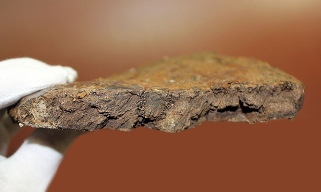ハイクオリティ！トリケラトプスの象徴、フリル（襟飾り）の化石（その11）
