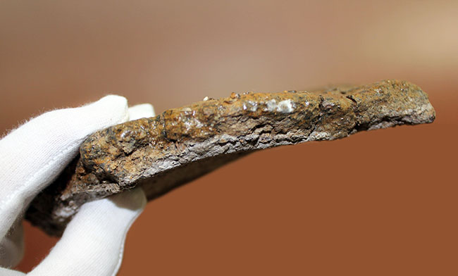 ハイクオリティ!トリケラトプスの象徴、フリル(襟飾り)の化石(その9)