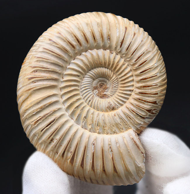 丁寧にクリーニングが施された美しいアンモナイト、ペリスフィンクテス(Perisphinctes)の化石(その1)