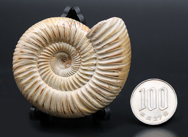 丁寧にクリーニングが施された美しいアンモナイト、ペリスフィンクテス(Perisphinctes)の化石(その10)