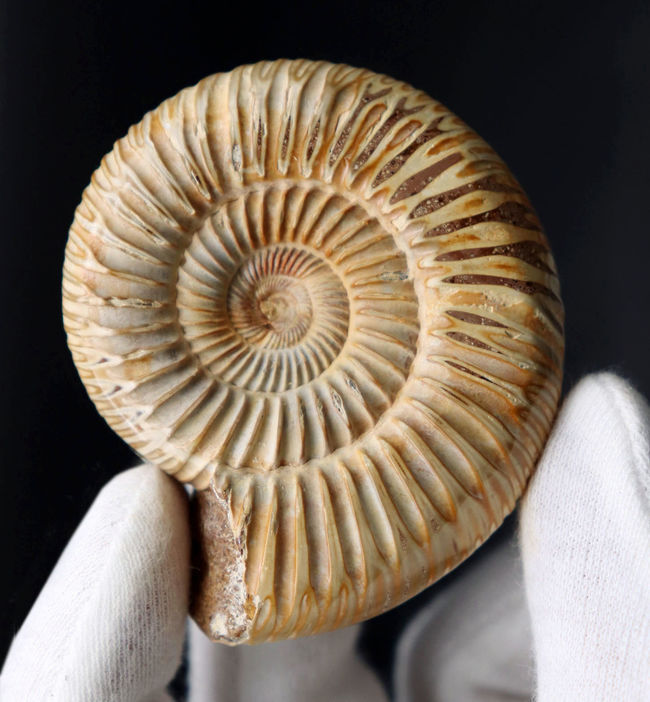 丁寧にクリーニングが施された美しいアンモナイト、ペリスフィンクテス(Perisphinctes)の化石(その2)