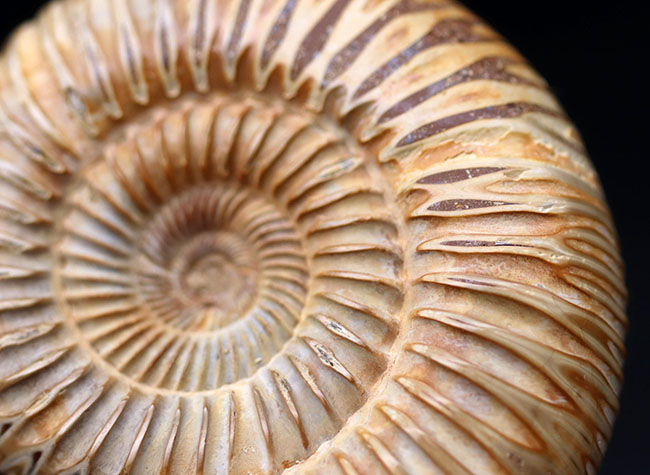 丁寧にクリーニングが施された美しいアンモナイト、ペリスフィンクテス(Perisphinctes)の化石(その3)