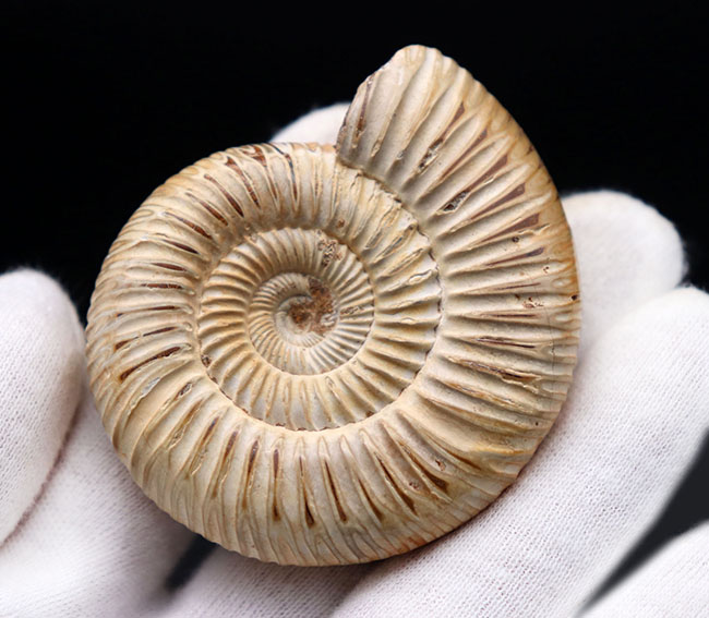 丁寧にクリーニングが施された美しいアンモナイト、ペリスフィンクテス(Perisphinctes)の化石(その5)