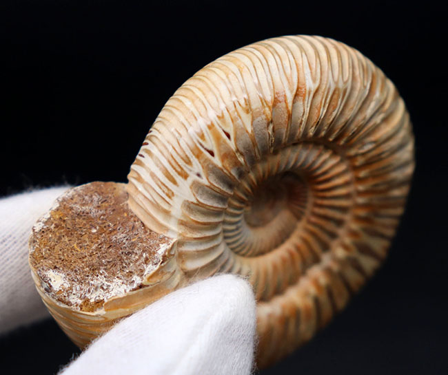 丁寧にクリーニングが施された美しいアンモナイト、ペリスフィンクテス（Perisphinctes）の化石（その6）