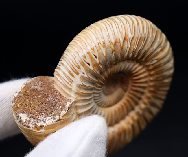 丁寧にクリーニングが施された美しいアンモナイト、ペリスフィンクテス(Perisphinctes)の化石(その6)