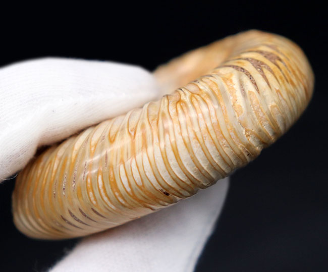 丁寧にクリーニングが施された美しいアンモナイト、ペリスフィンクテス(Perisphinctes)の化石(その7)
