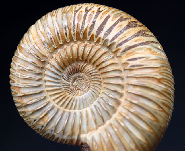 丁寧にクリーニングが施された美しいアンモナイト、ペリスフィンクテス(Perisphinctes)の化石(その8)