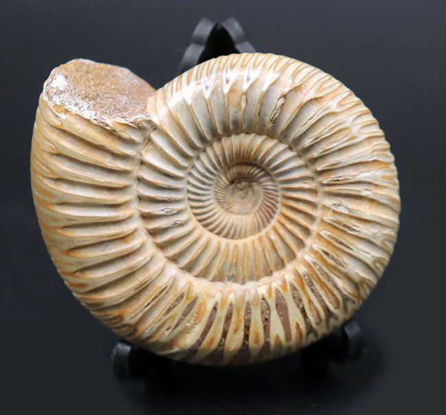 丁寧にクリーニングが施された美しいアンモナイト、ペリスフィンクテス(Perisphinctes)の化石(その9)
