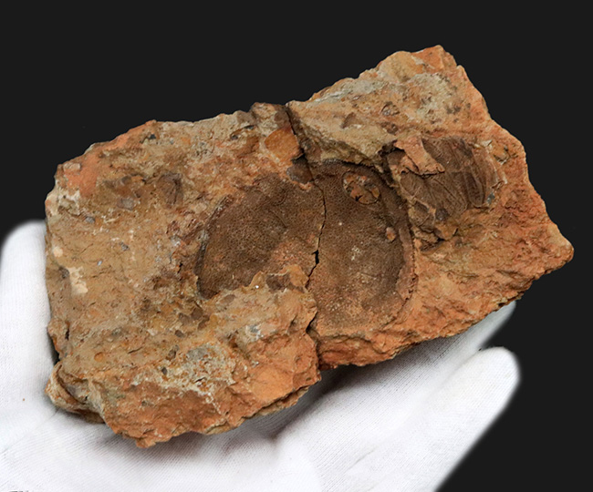 ベリーレア！現世には子孫が存在しない絶滅魚類、古生代デボン紀に棲息