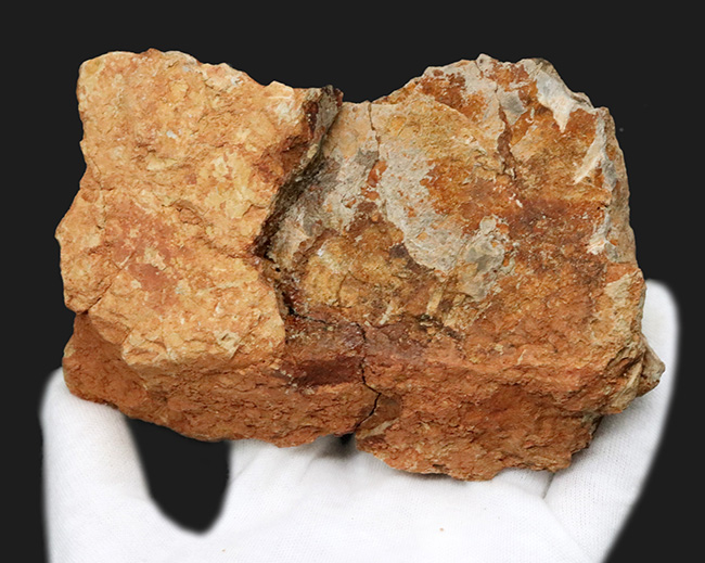 ベリーレア！現世には子孫が存在しない絶滅魚類、古生代デボン紀に棲息