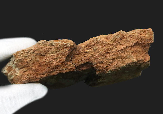 ベリーレア！現世には子孫が存在しない絶滅魚類、古生代デボン紀