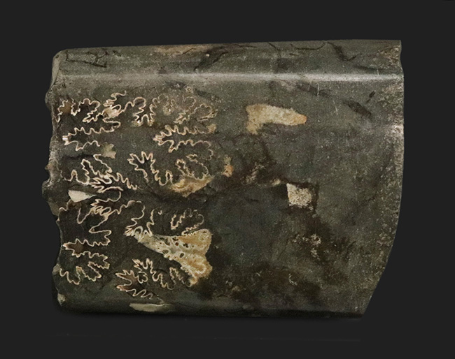 米国サウスダコタ州の白亜紀後期の地層より発見されたバキュリテス(Baculites)の殻の化石(その1)